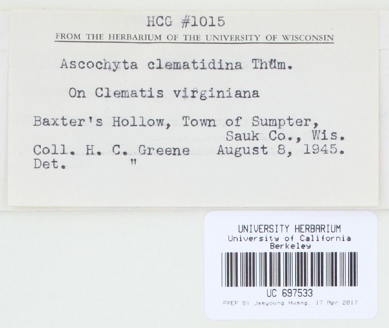 Phoma clematidina image