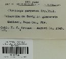 Claviceps purpurea image