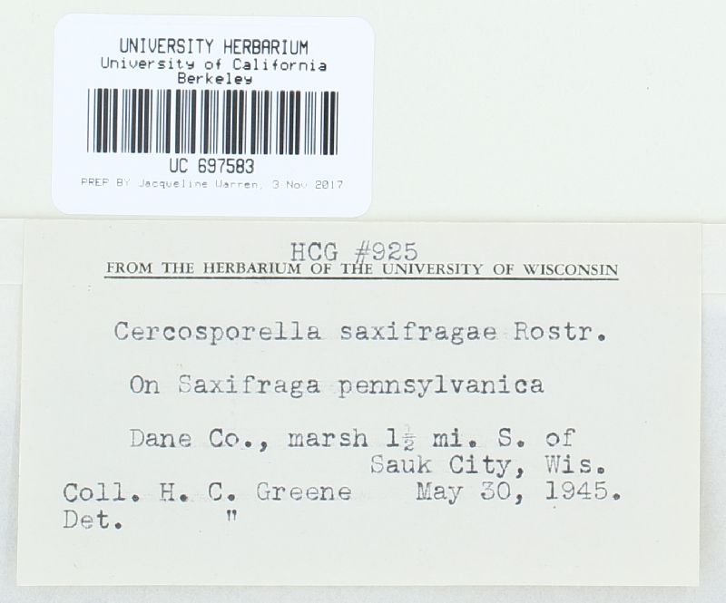 Cercosporella saxifragae image