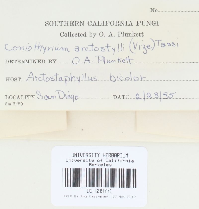 Coniothyrium arctostaphyli image