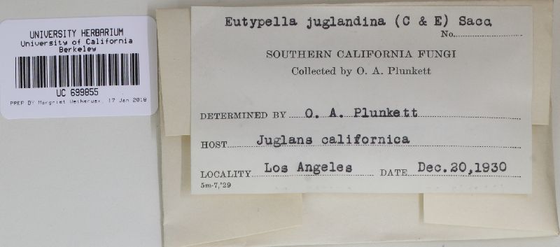 Eutypella juglandina image