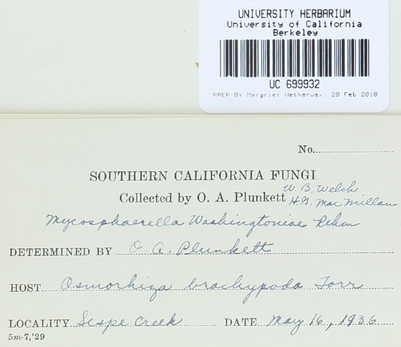 Mycosphaerella washingtoniae image