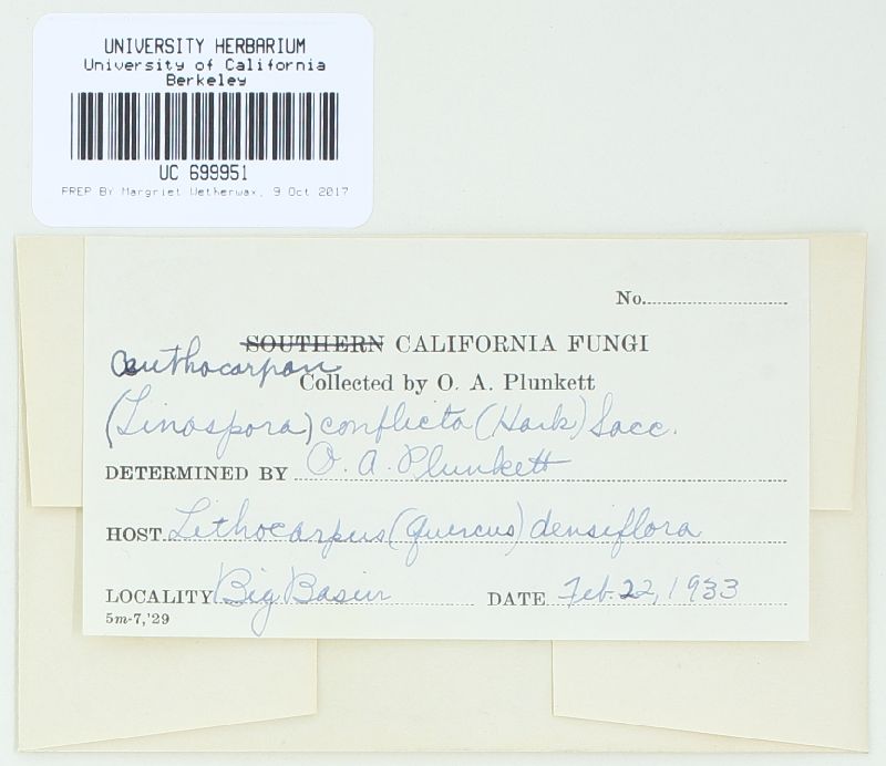 Sphaerulina conflicta image