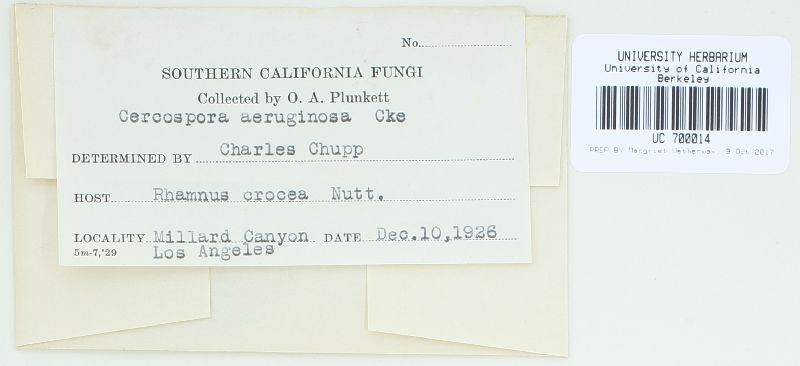 Fusisporium bacilligerum image