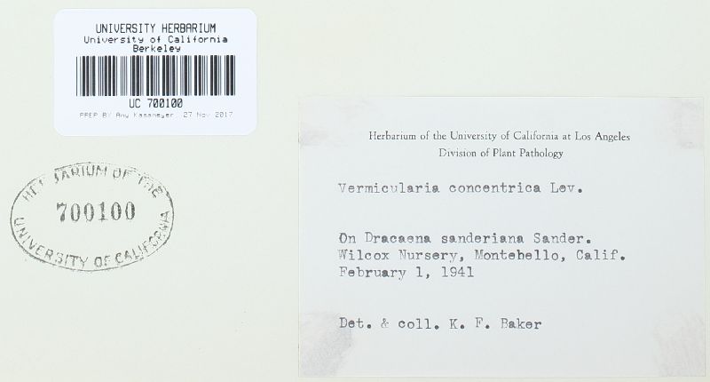 Vermicularia concentrica image