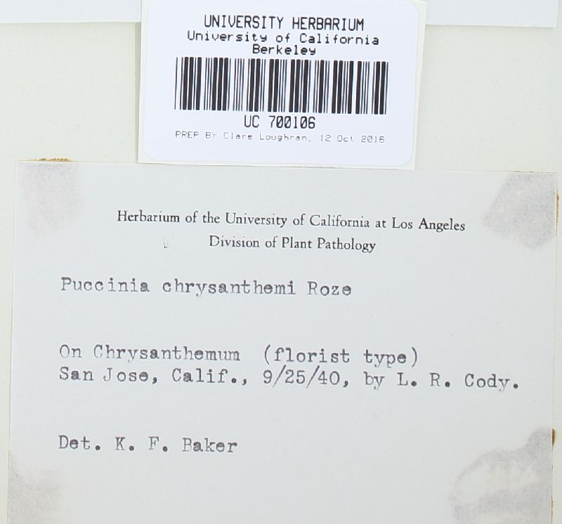 Puccinia chrysanthemi image