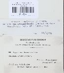Meloderma desmazieri image