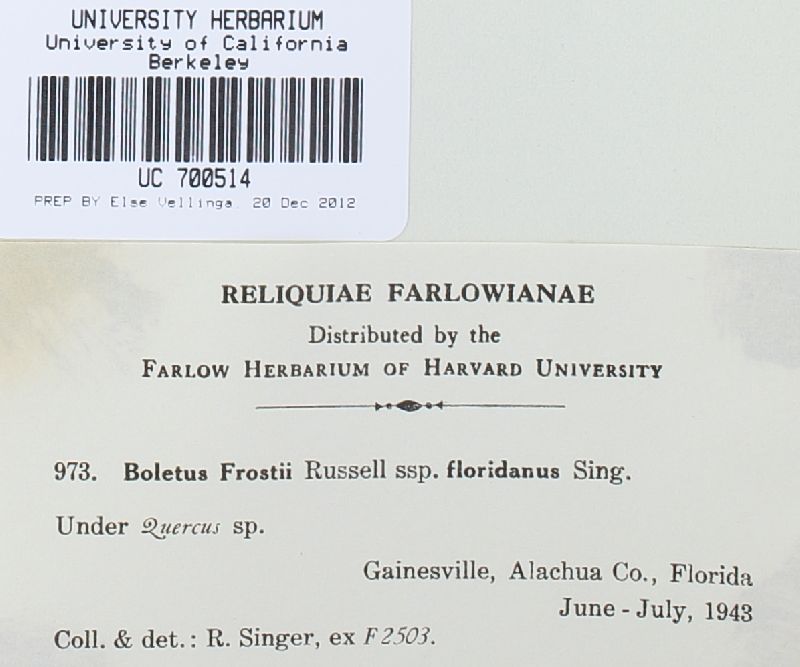 Boletus frostii subsp. floridanus image