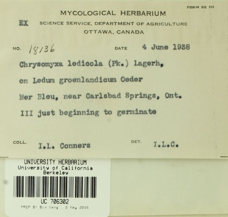 Chrysomyxa ledicola image