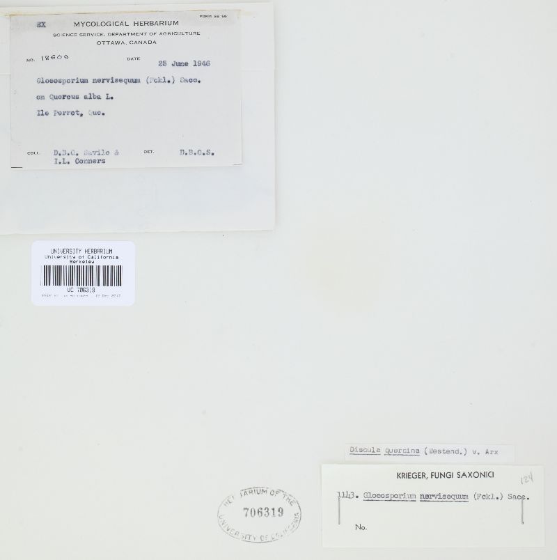 Apiognomonia errabunda image