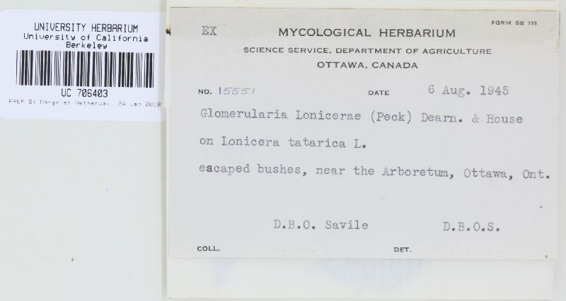 Glomopsis lonicerae image