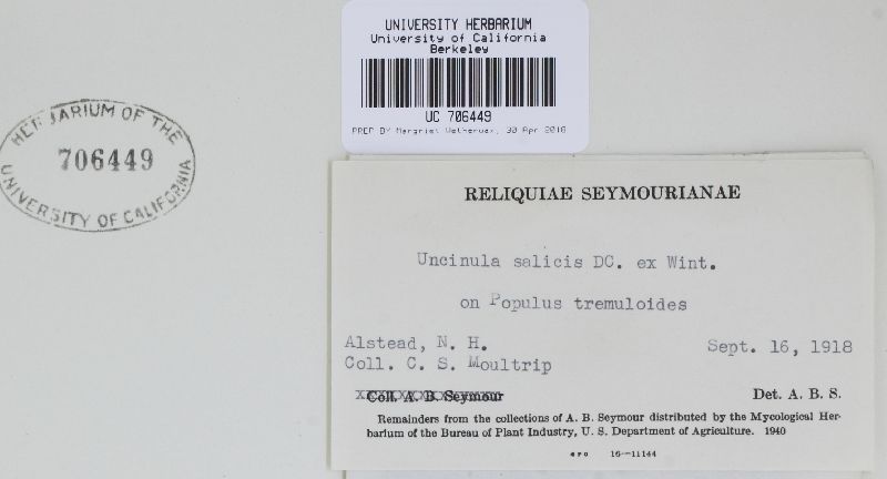 Erysiphe adunca var. adunca image