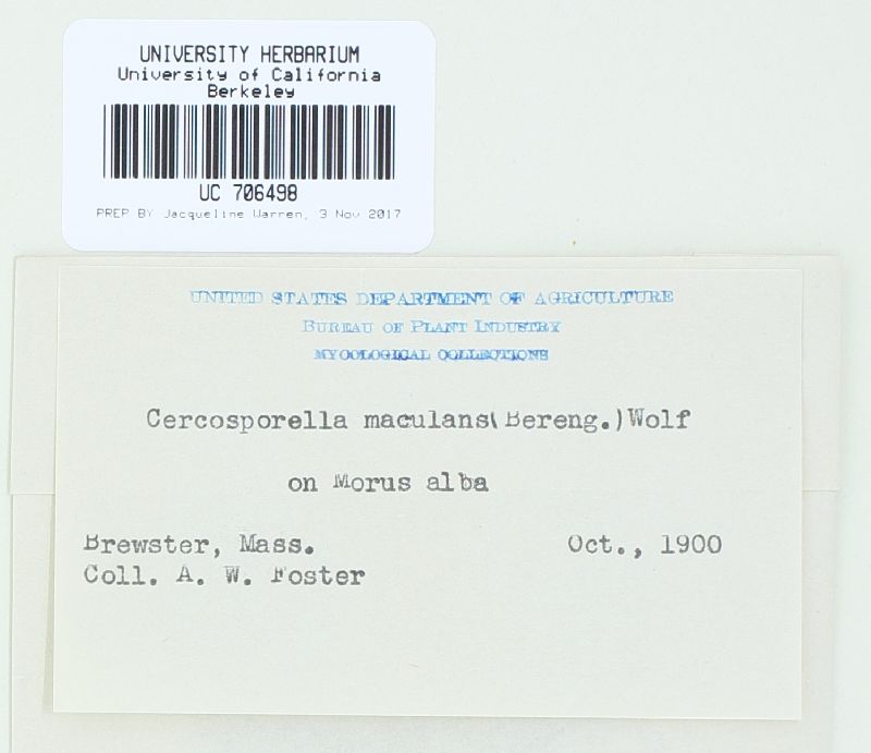 Mycosphaerella mori image