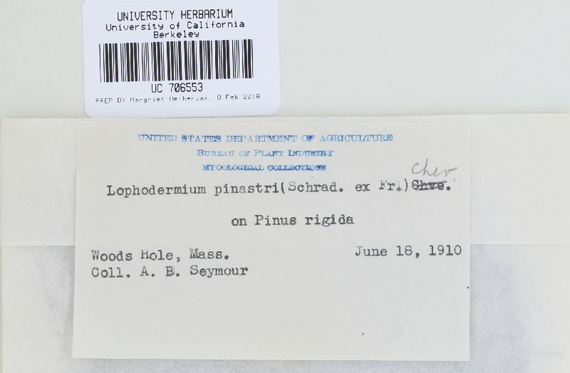 Lophodermium pinastri image