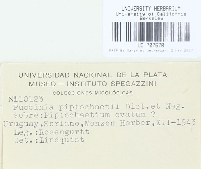 Puccinia piptochaetii image