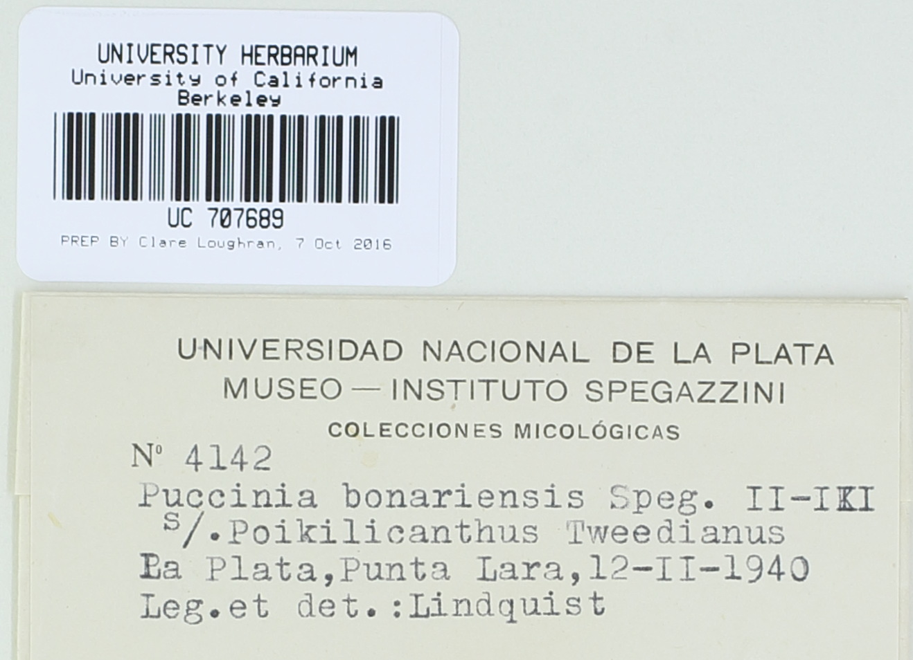 Puccinia bonariensis image