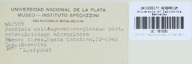 Puccinia solidaginis-microglossae image