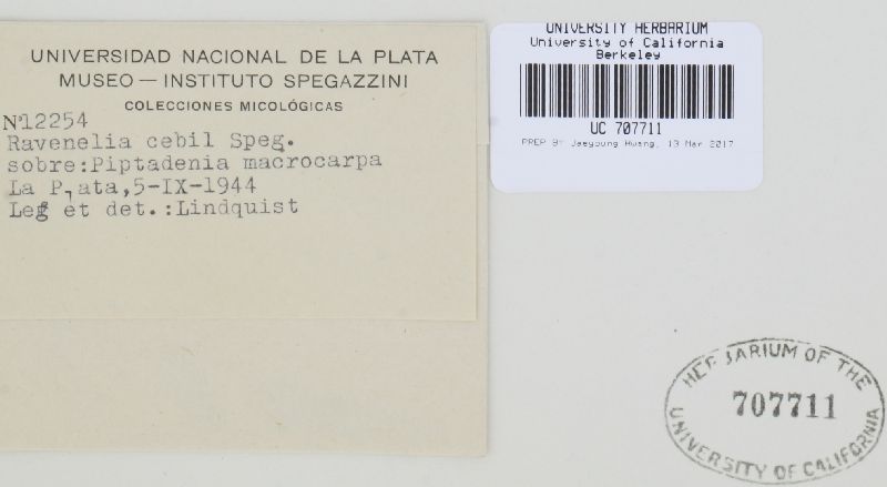 Ravenelia cebil image