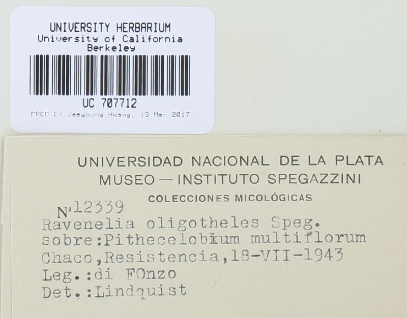 Ravenelia oligotheles image
