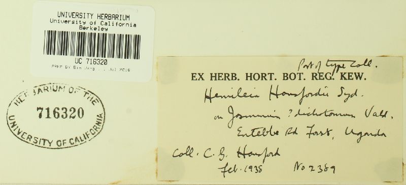 Hemileia hansfordii image