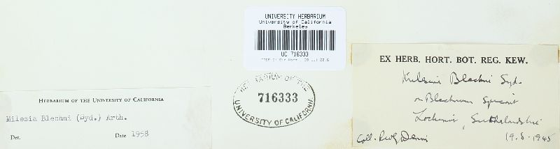 Milesia image