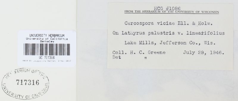 Cercospora zonata image