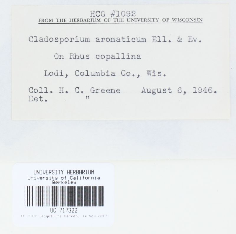 Cladosporium aromaticum image