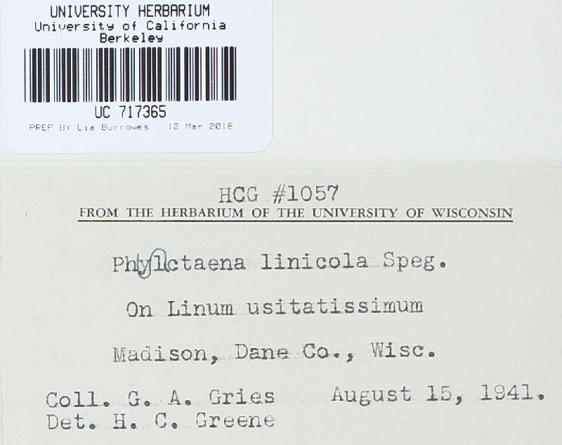 Mycosphaerella linicola image