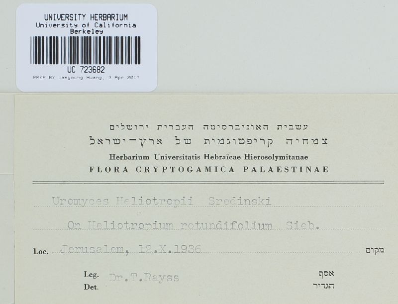 Uromyces heliotropii image