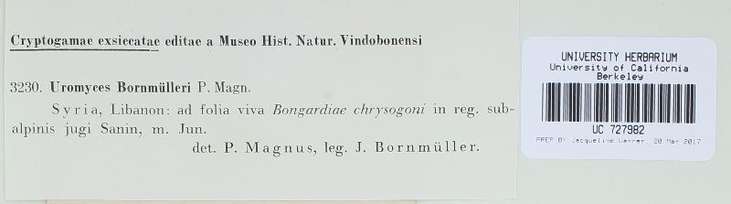 Uromyces bornmuelleri image