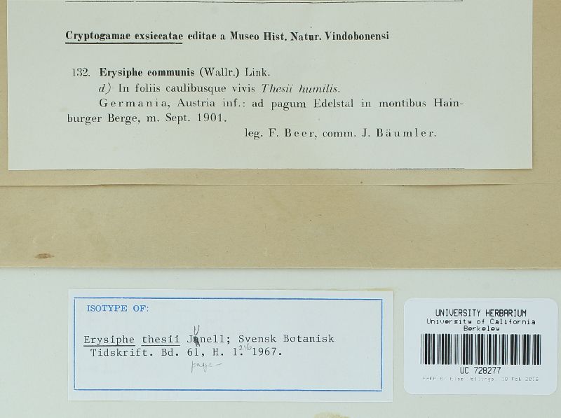 Erysiphe thesii image