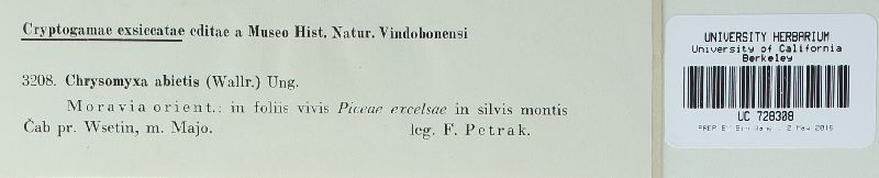 Chrysomyxa abietis image