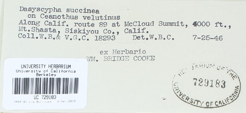 Perrotia succinea image
