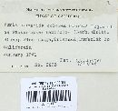 Perenniporia subacida image