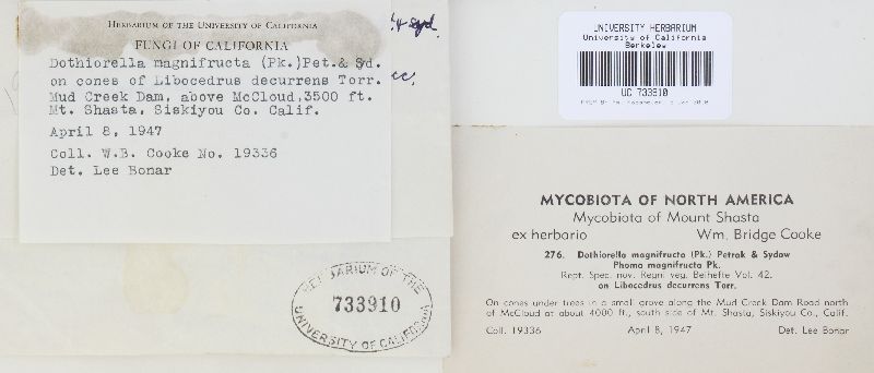 Dothiorella magnifructa image