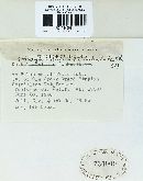 Phragmidium occidentale image