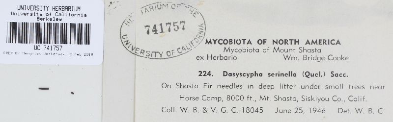Dasyscyphus serinellus image