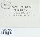 Puccinia plumbaria image