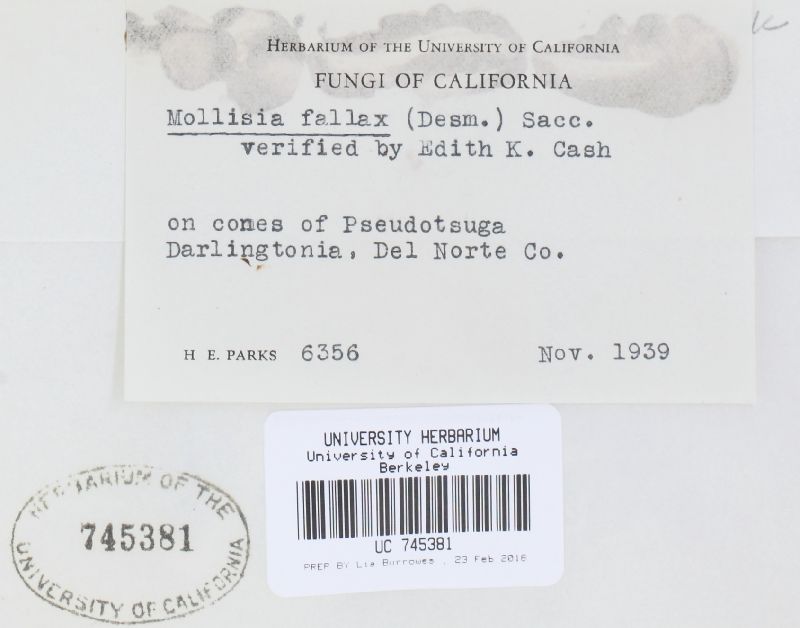 Mollisia fallax image