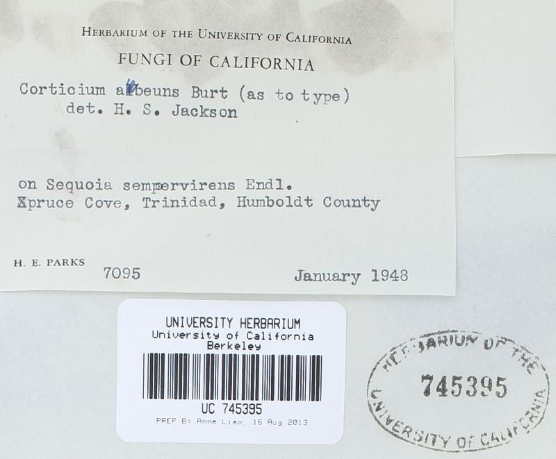 Corticium abeuns image
