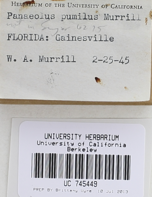 Panaeolus pumilus image