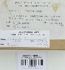 Psathyrella longipes image