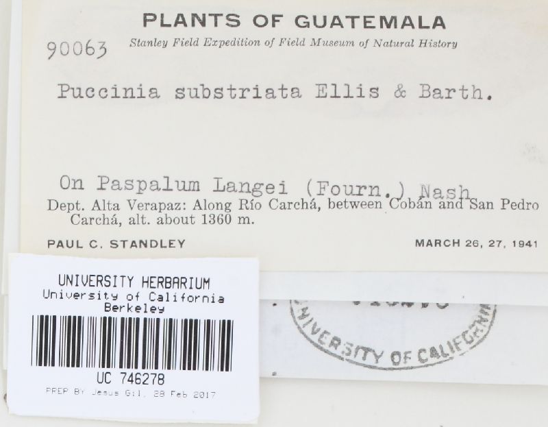 Puccinia substriata image