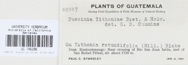 Puccinia tithoniae image