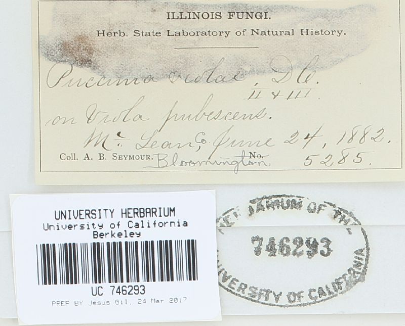 Puccinia violae image