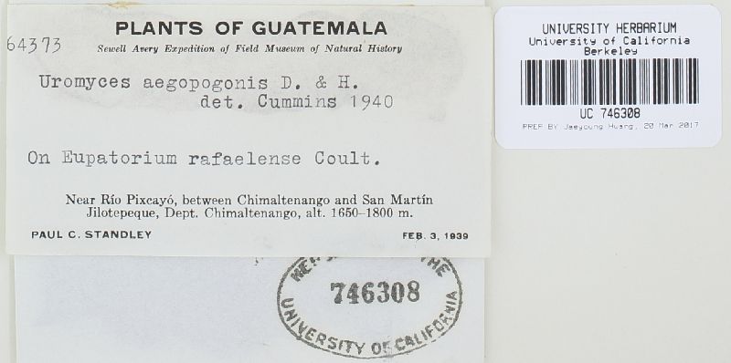 Uromyces aegopogonis image