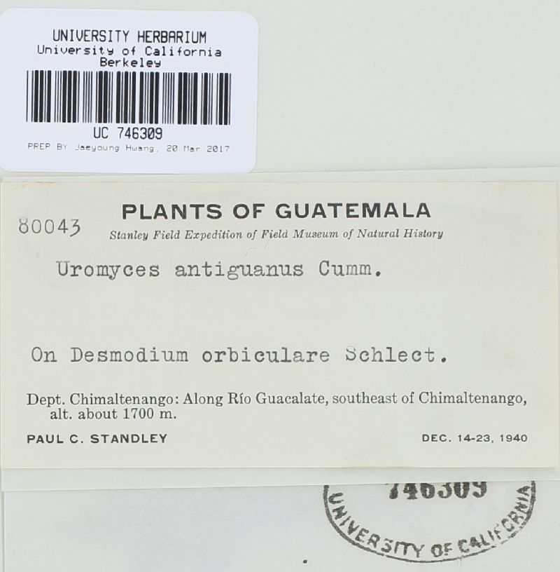 Uromyces antiguanus image