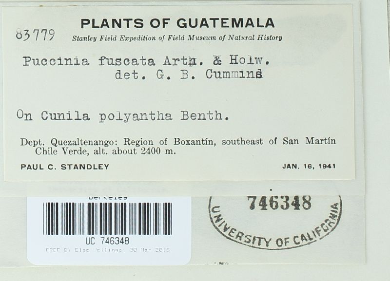 Puccinia fuscata image