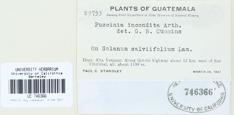 Puccinia incondita image