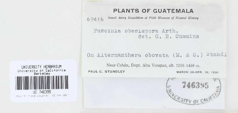 Puccinia obesispora image